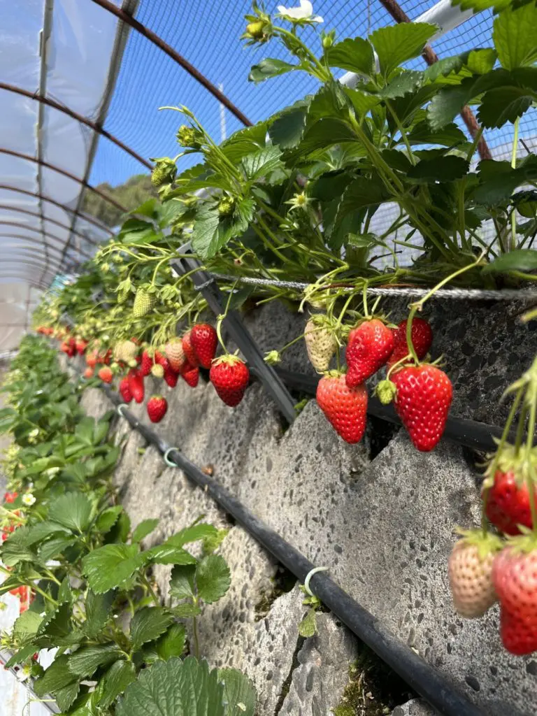 アルバム飾り　イチゴ狩りセット　オーダー受付中(^^)v 20230412035832-768x1024.jpeg.webp