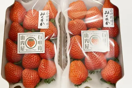 ブログ ｜ 静岡いちご狩りなら山内屋【久能山いちご狩り・直販】